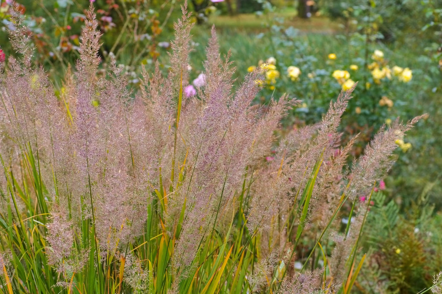 Calamagrostis brachytricha, 2L