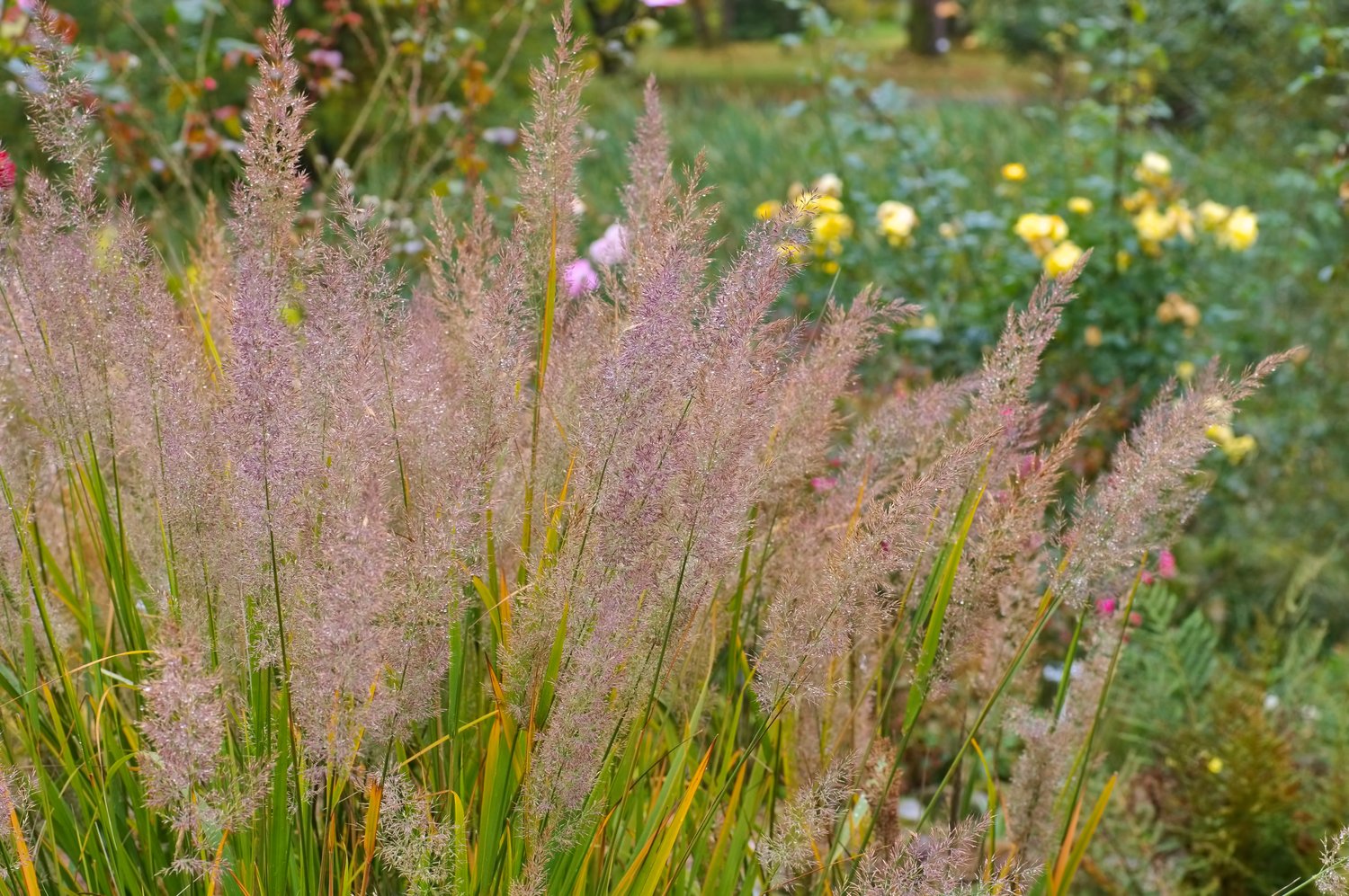 Calamagrostis brachytricha, 2L