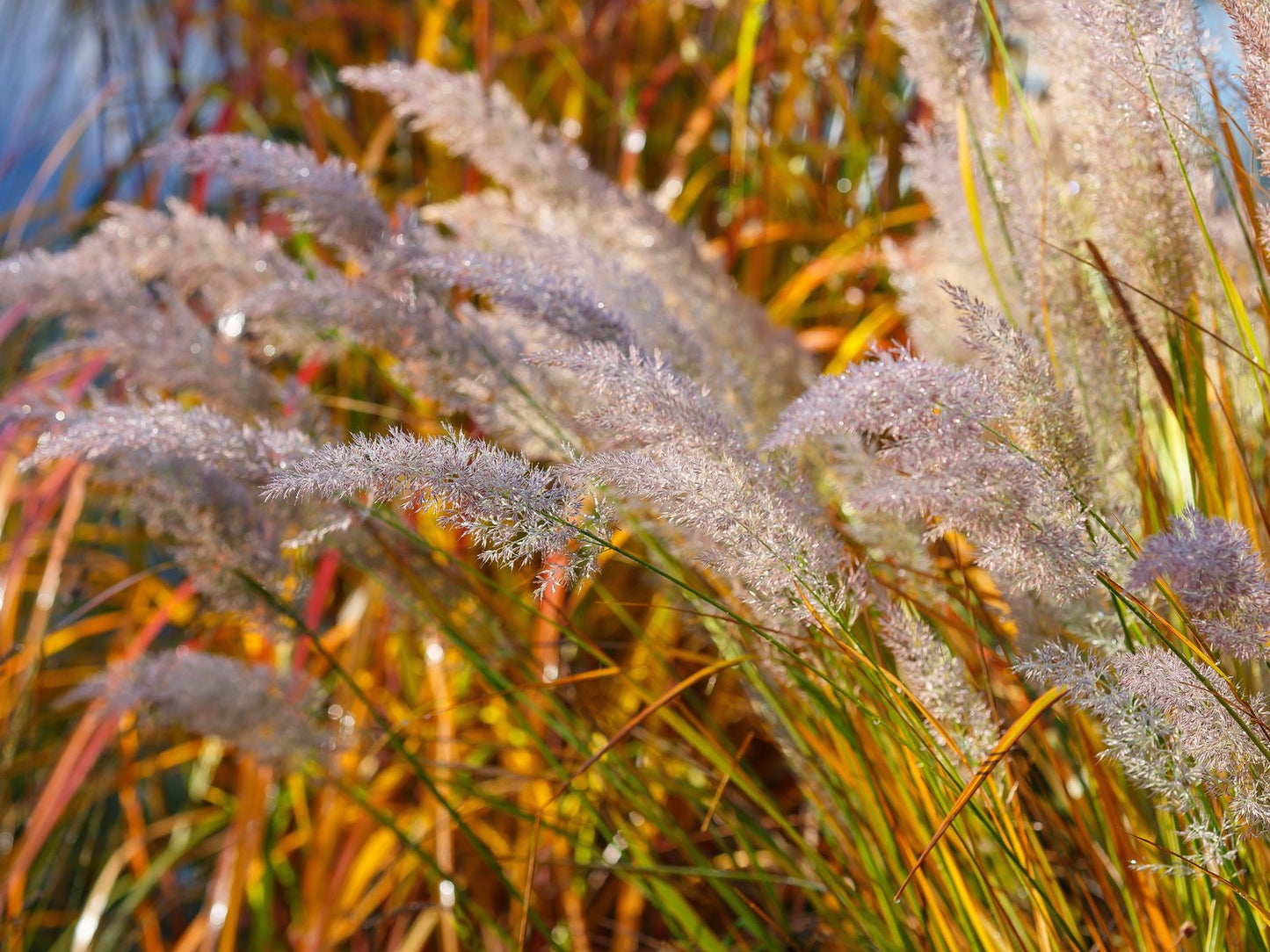 Calamagrostis brachytricha, 2L