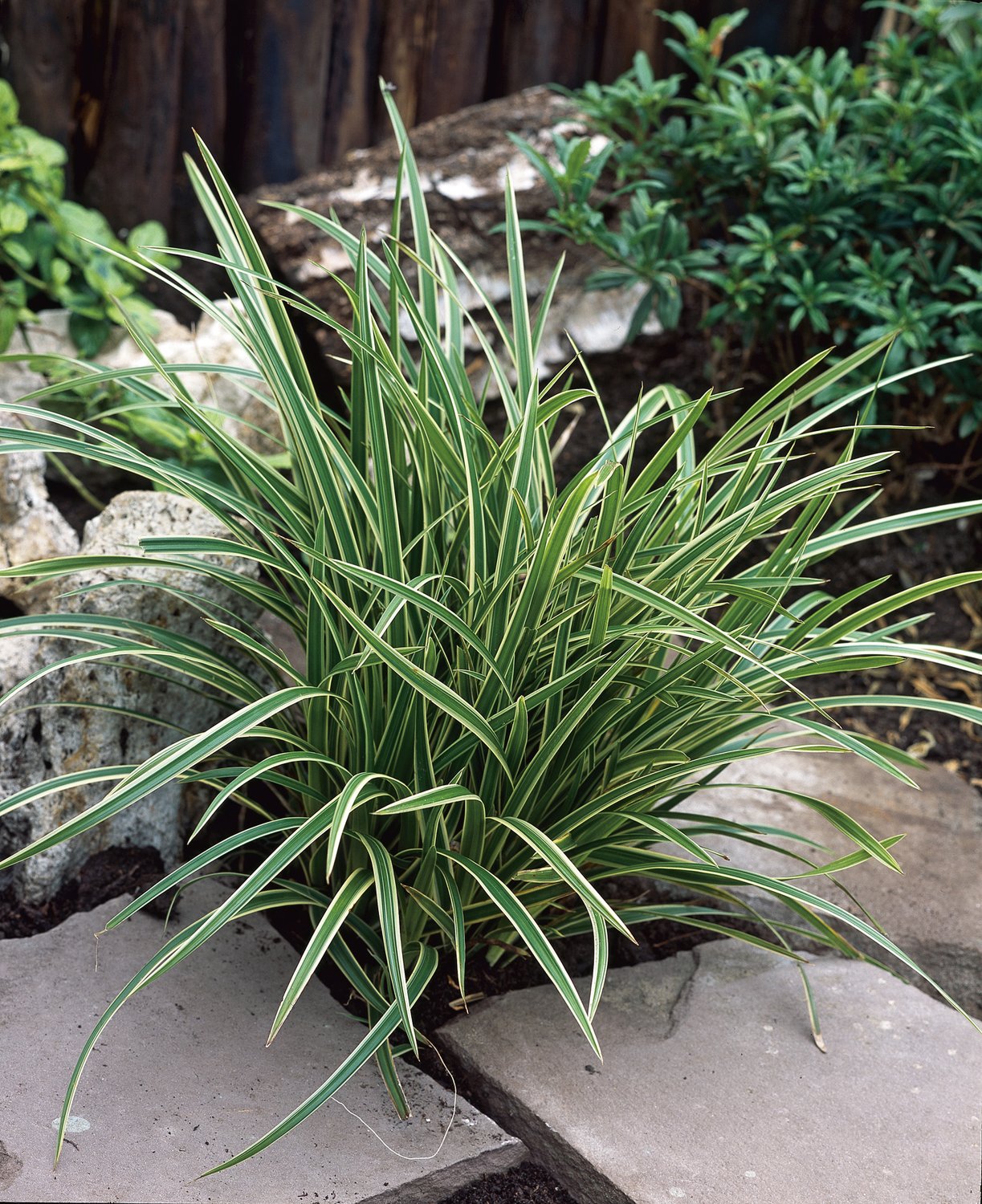 Carex morrowii 'Ice Dance'