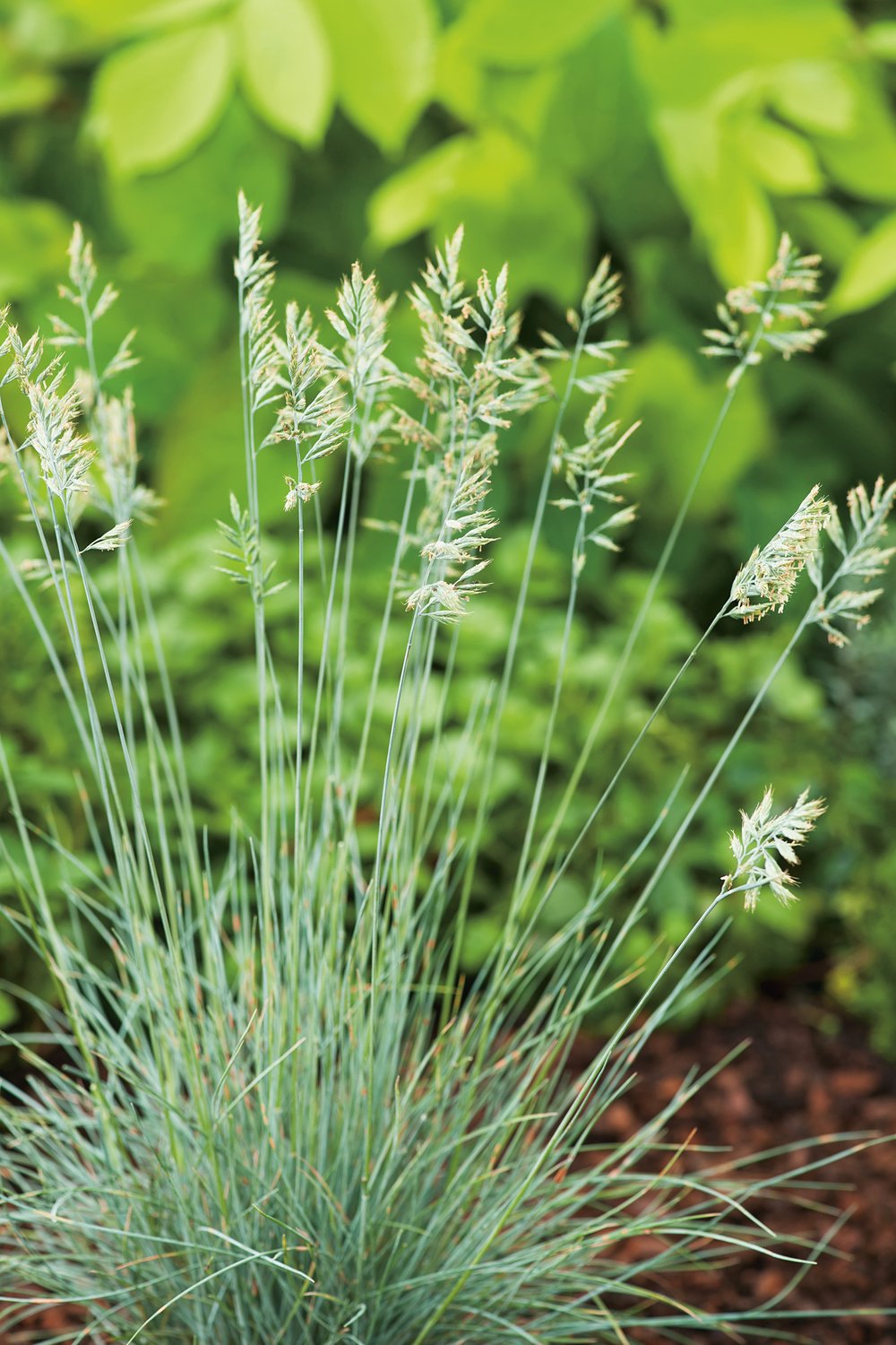 Festuca glauca 'Elijah Blue'
