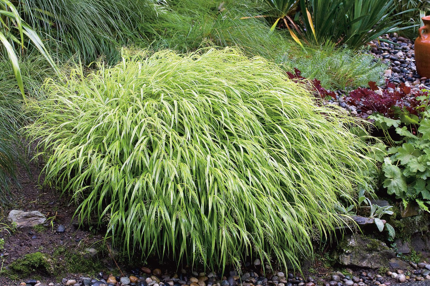 Hakonechloa macra