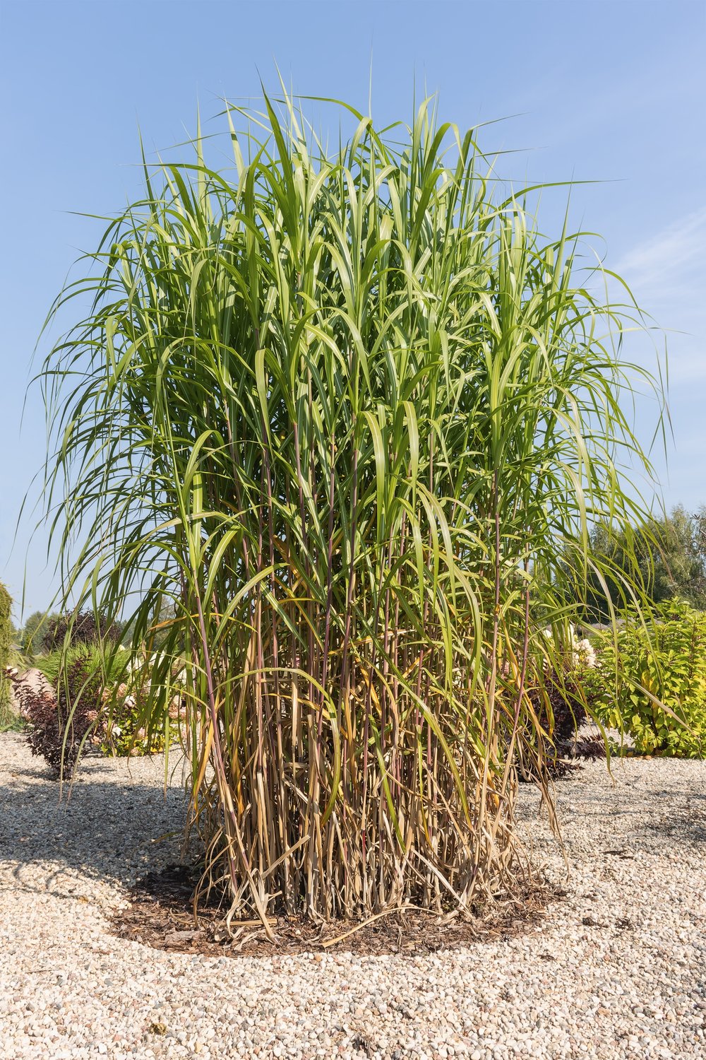 Miscanthus 'Giganteus', 2L