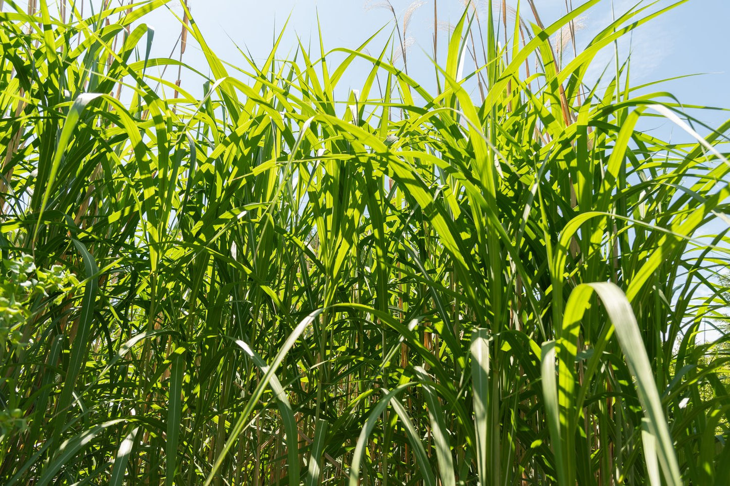 Miscanthus 'Giganteus', 2L