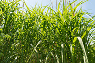 Miscanthus 'Giganteus', 2L