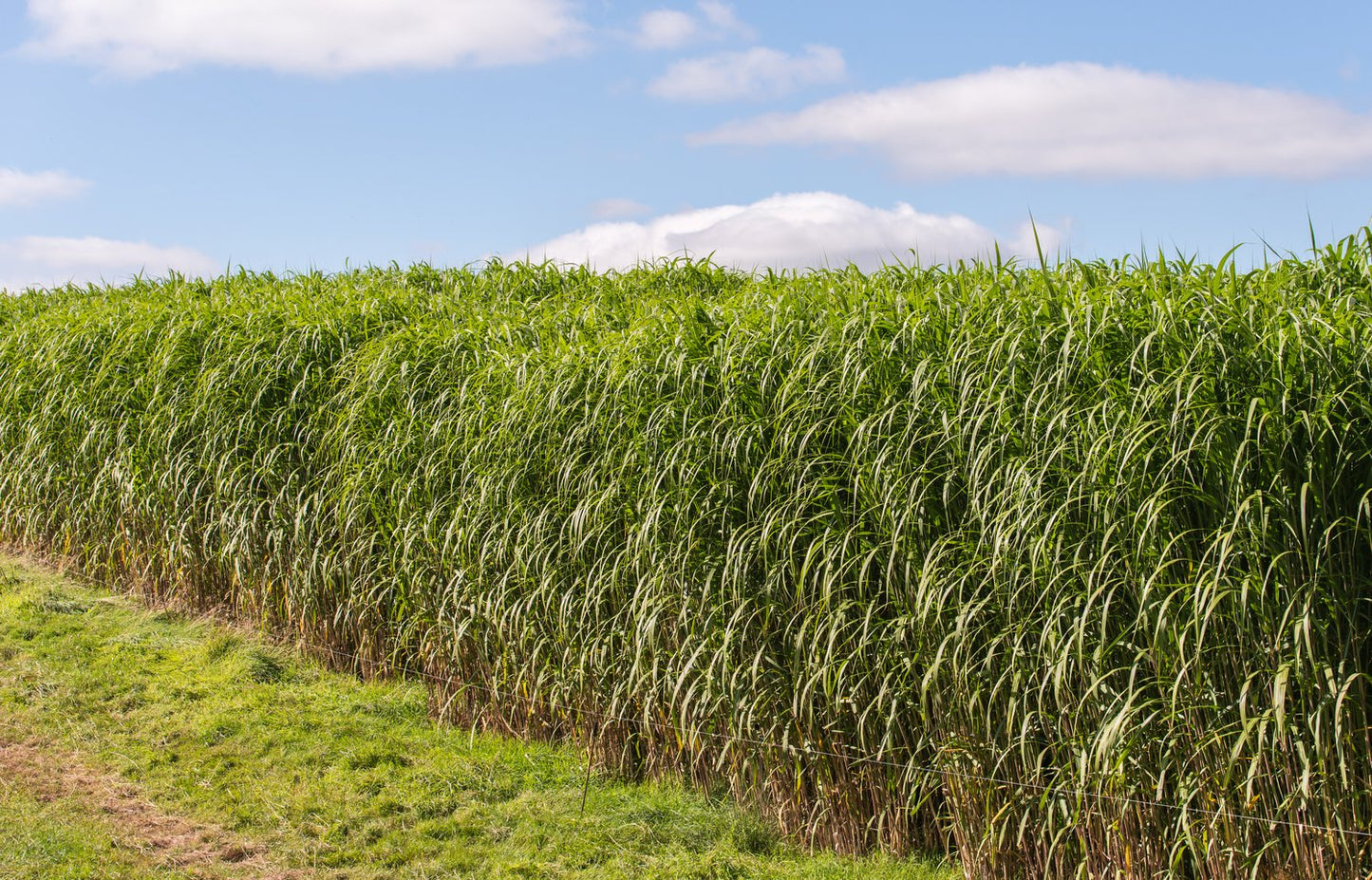 Miscanthus 'Giganteus', 2L