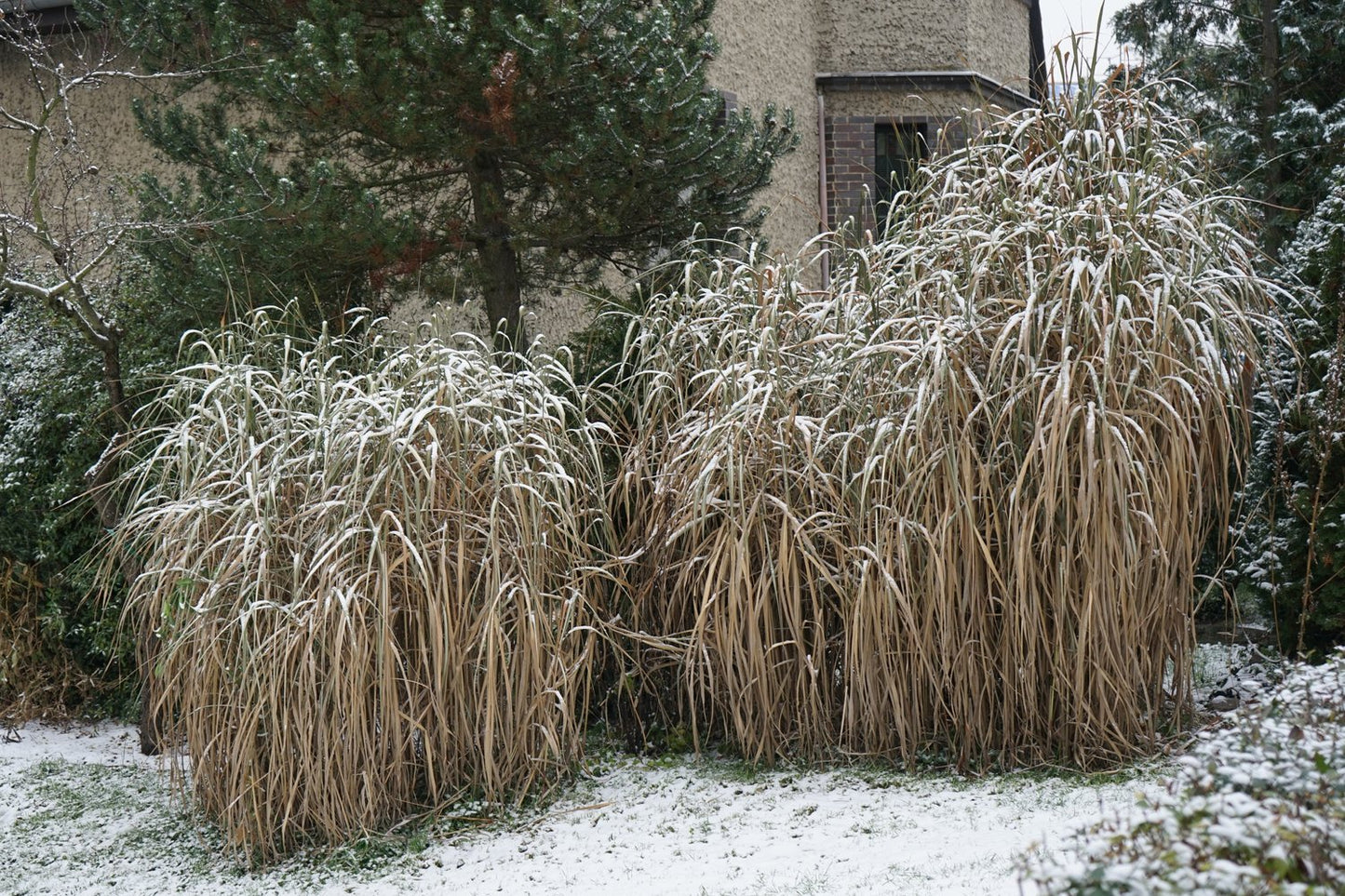 Miscanthus 'Giganteus', 2L