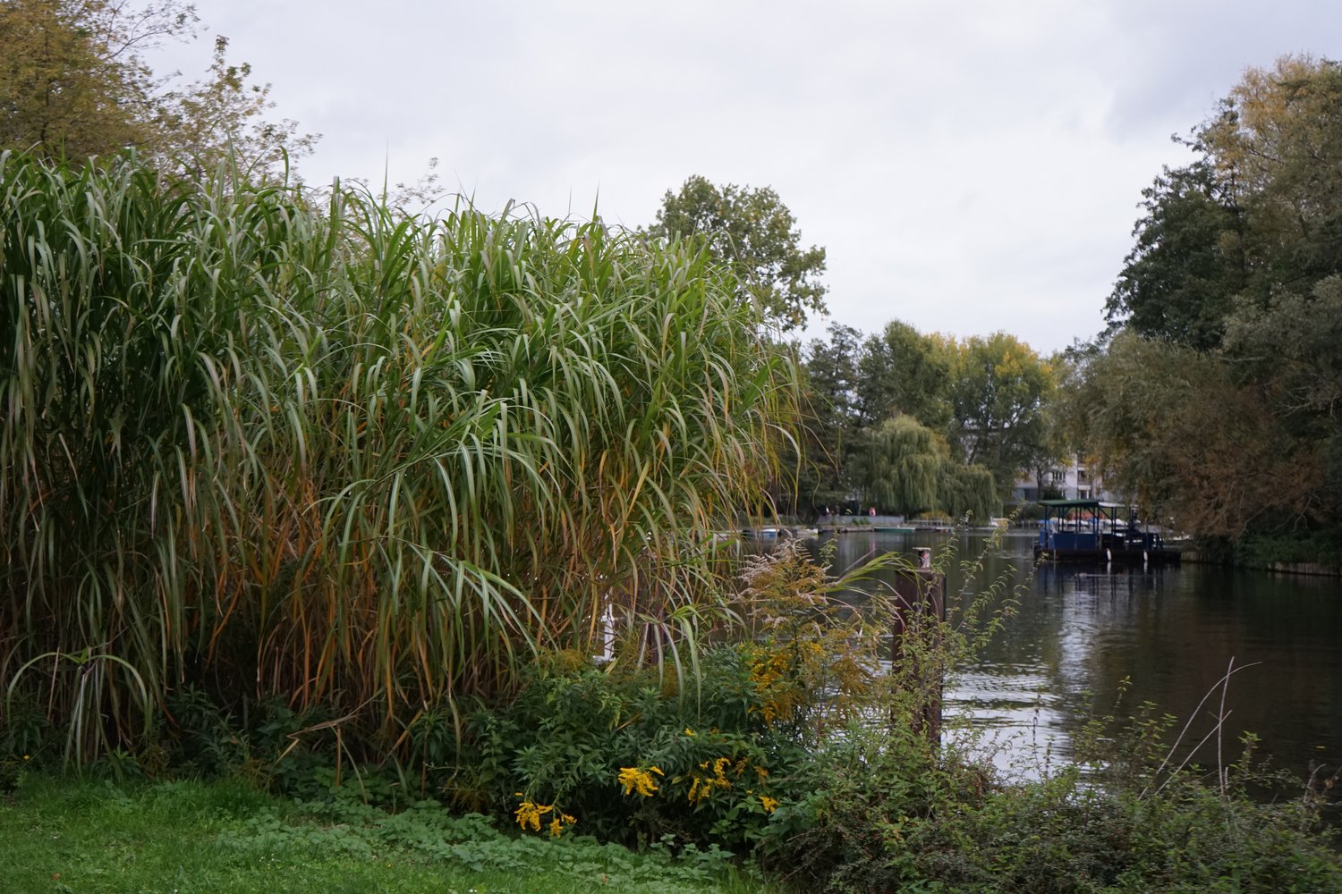 Miscanthus 'Giganteus', 2L