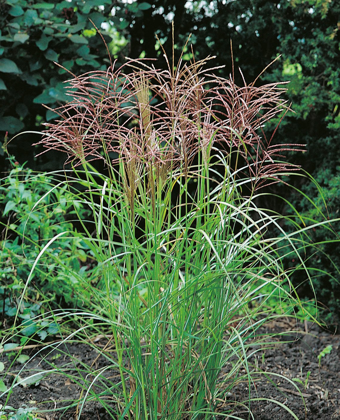 Miscanthus sinensis 'Ferner Osten', 2L