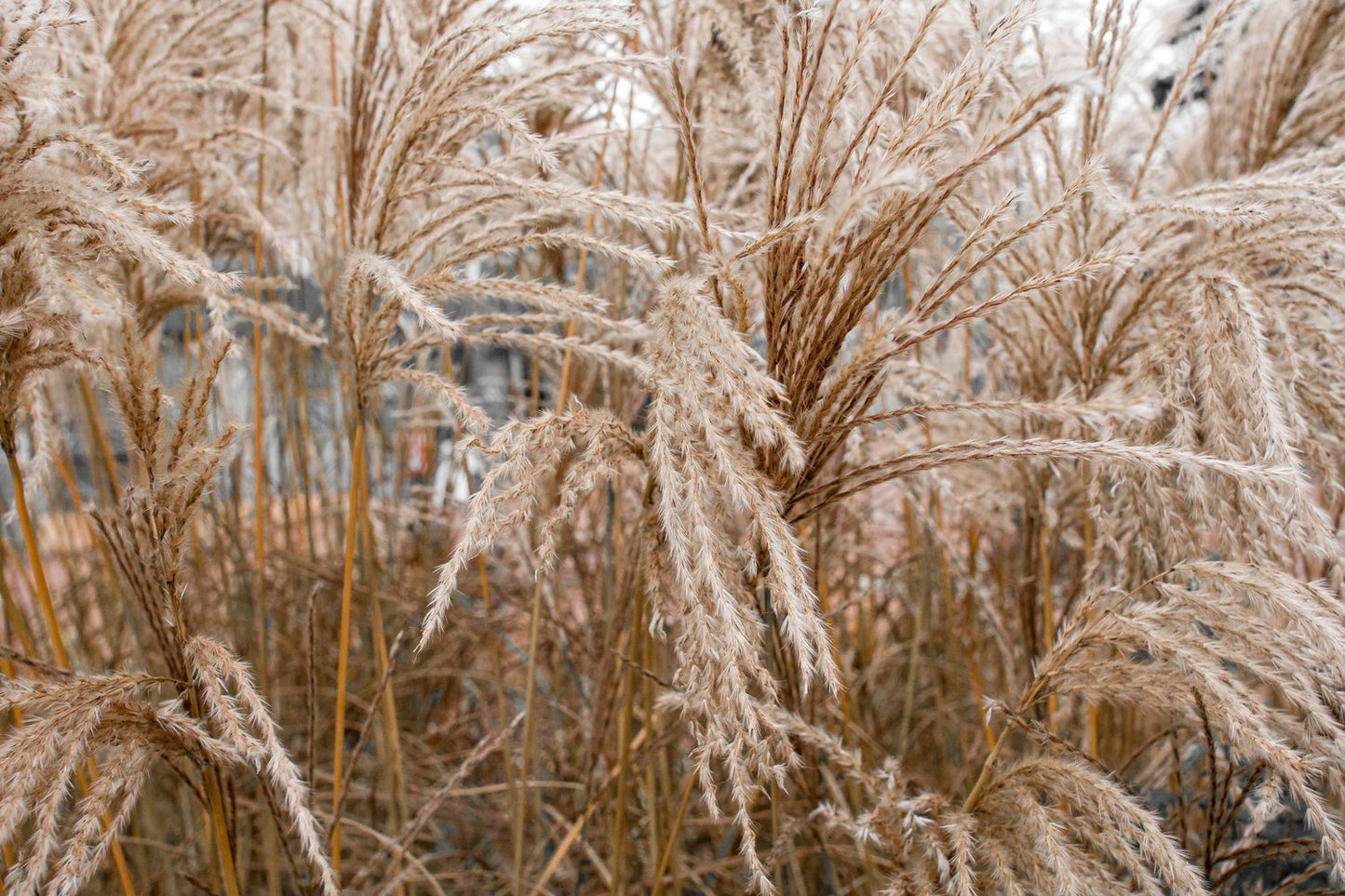 Miscanthus sinensis 'Ferner Osten', 2L