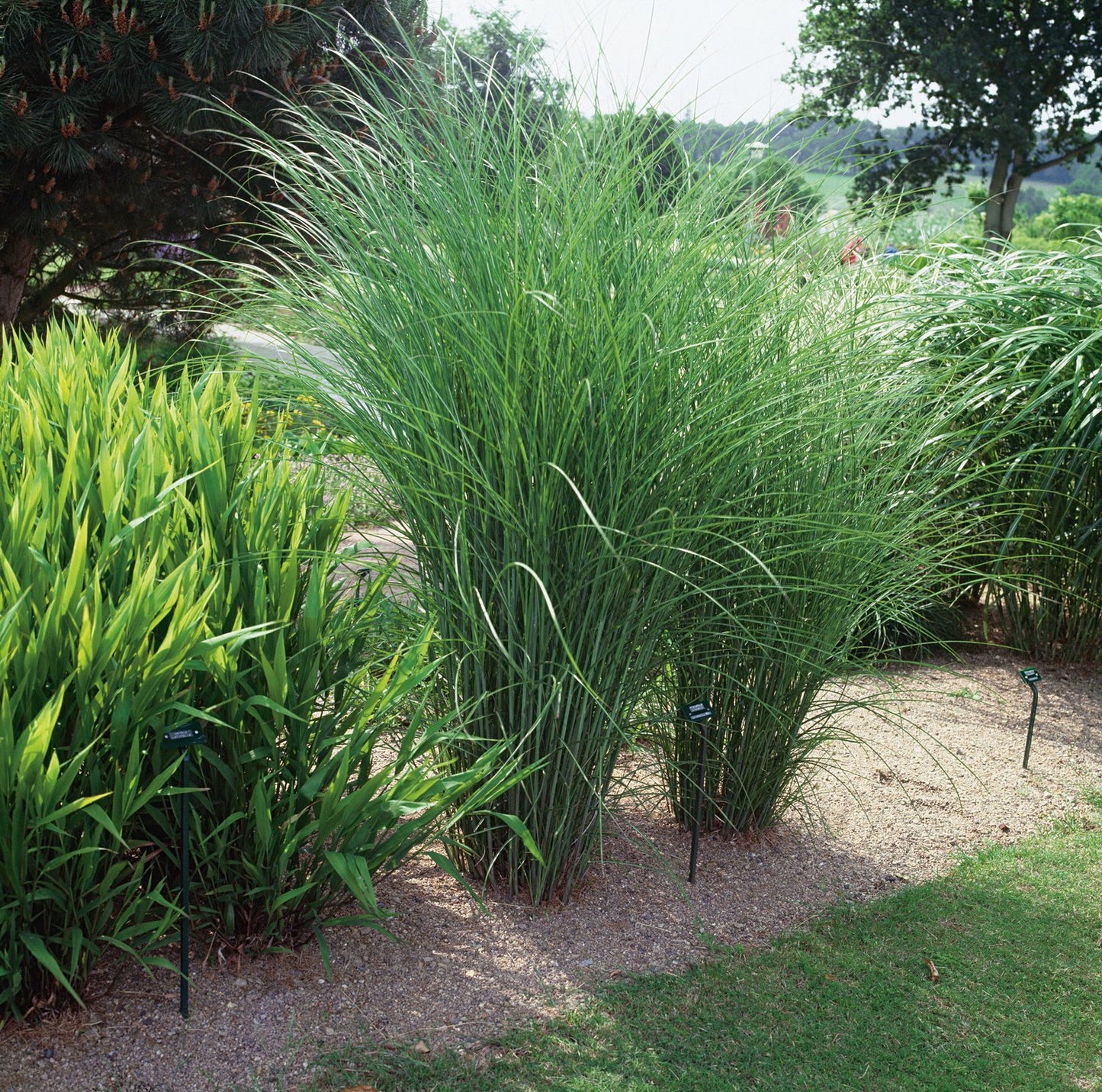 Miscanthus sinensis 'Gracillimus', 2L