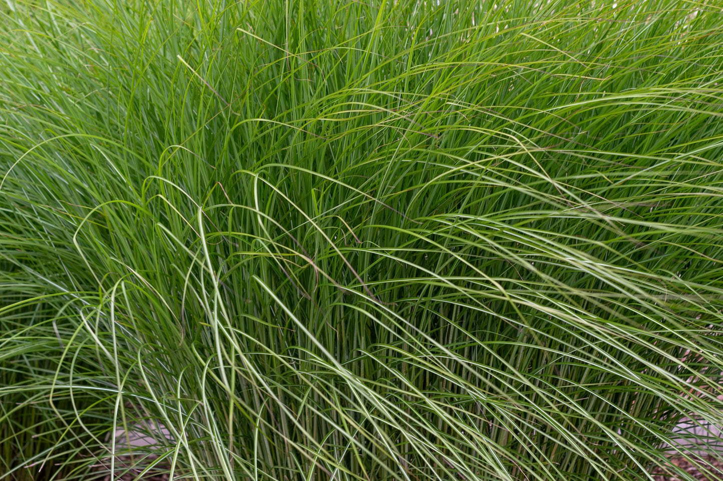 Miscanthus sinensis 'Gracillimus', 2L