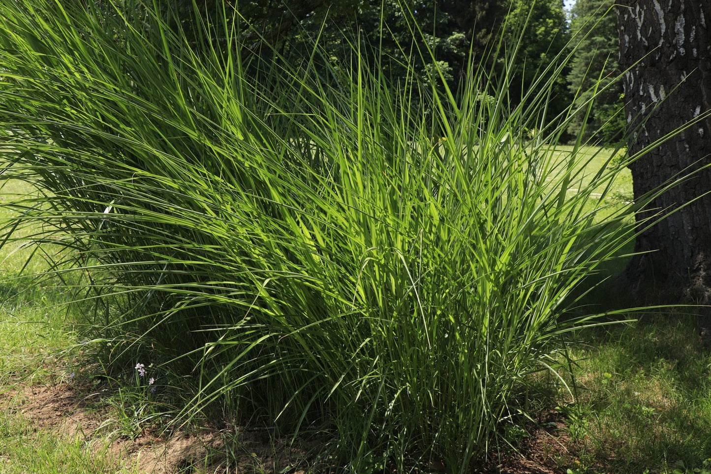 Miscanthus sinensis 'Gracillimus', 2L