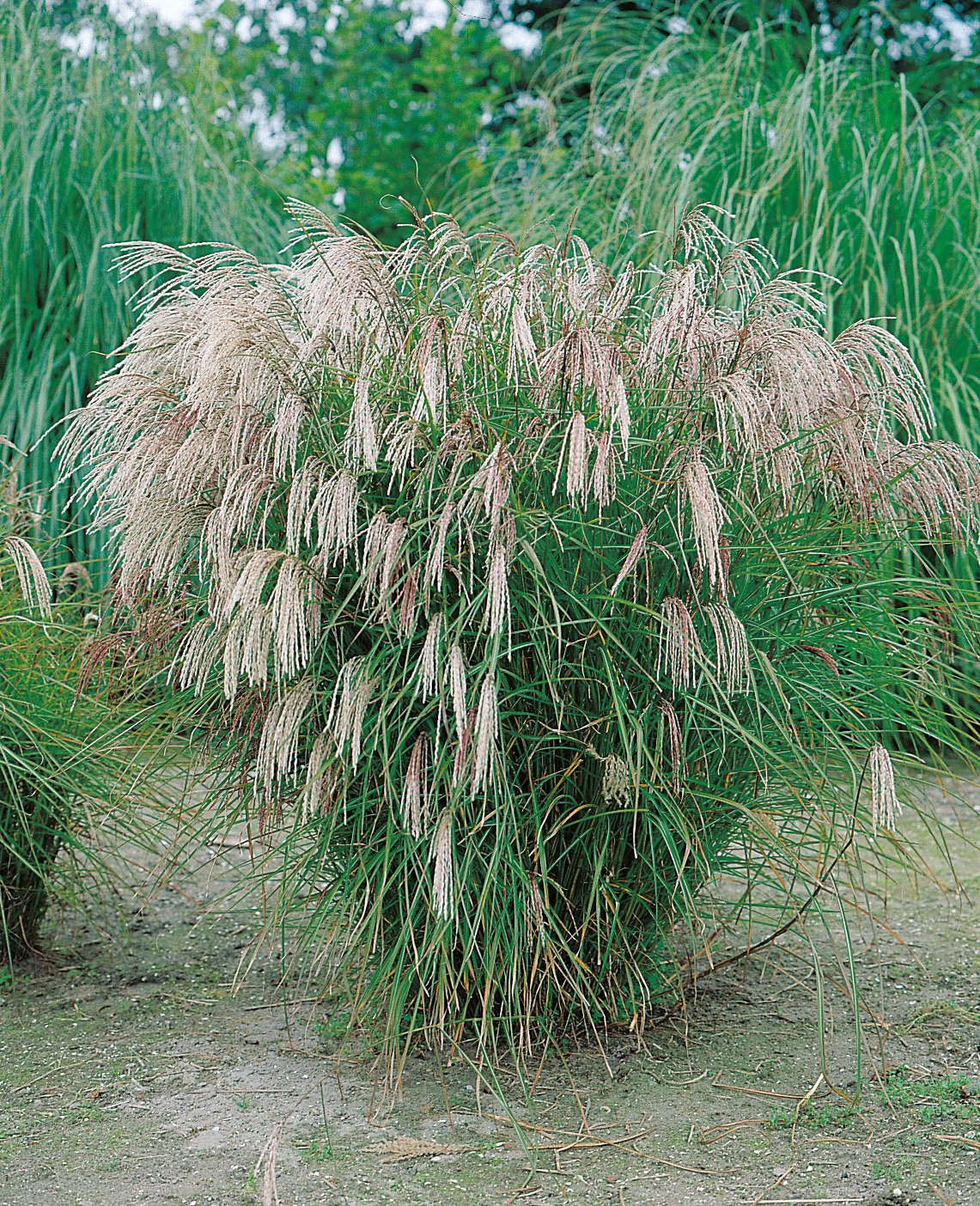 Miscanthus sinensis 'Kleine Fontäne', 2L
