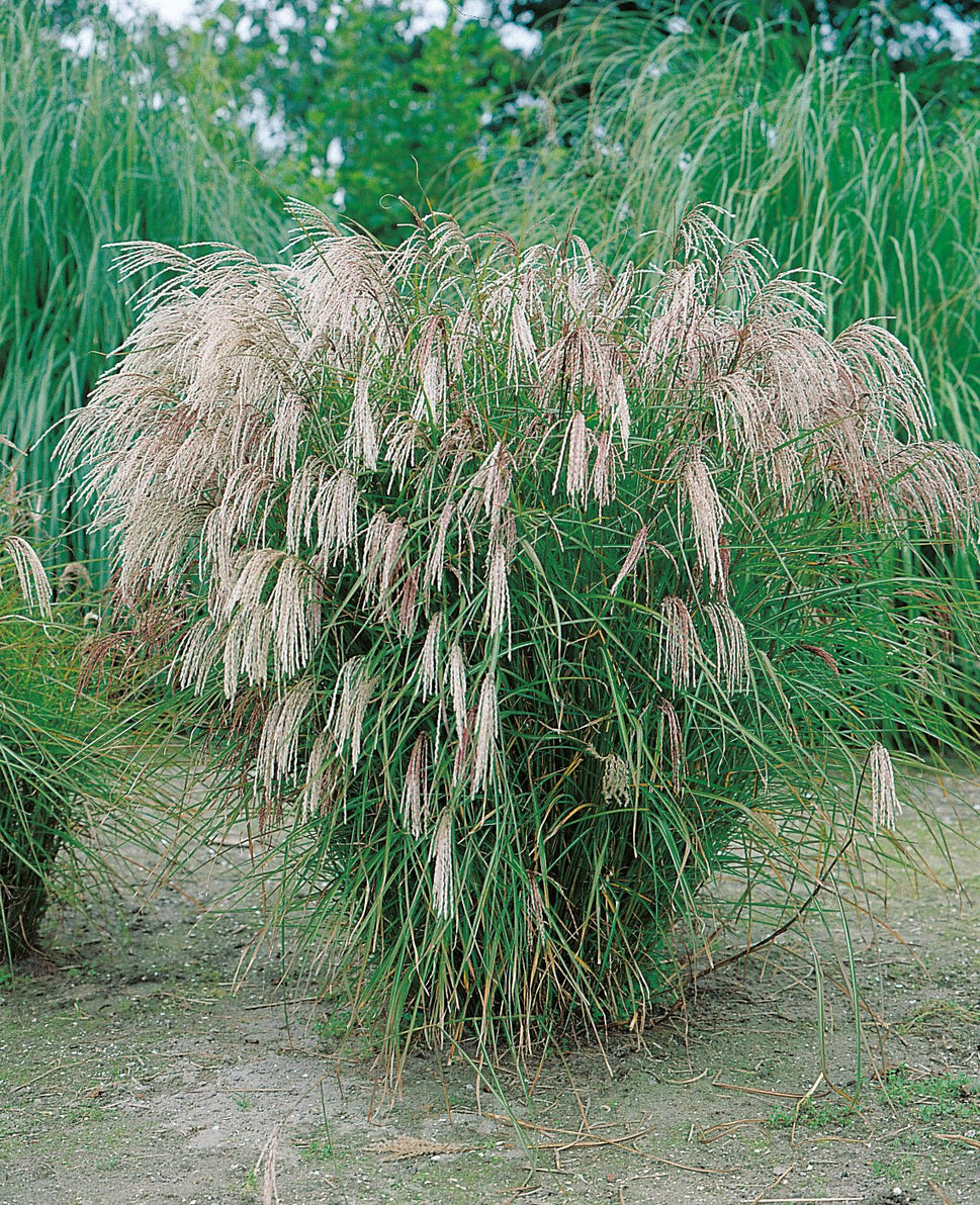 Miscanthus sinensis 'Kleine Fontäne', 2L
