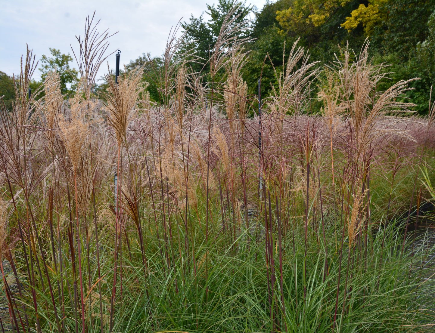 Miscanthus sinensis 'Kleine Fontäne', 2L