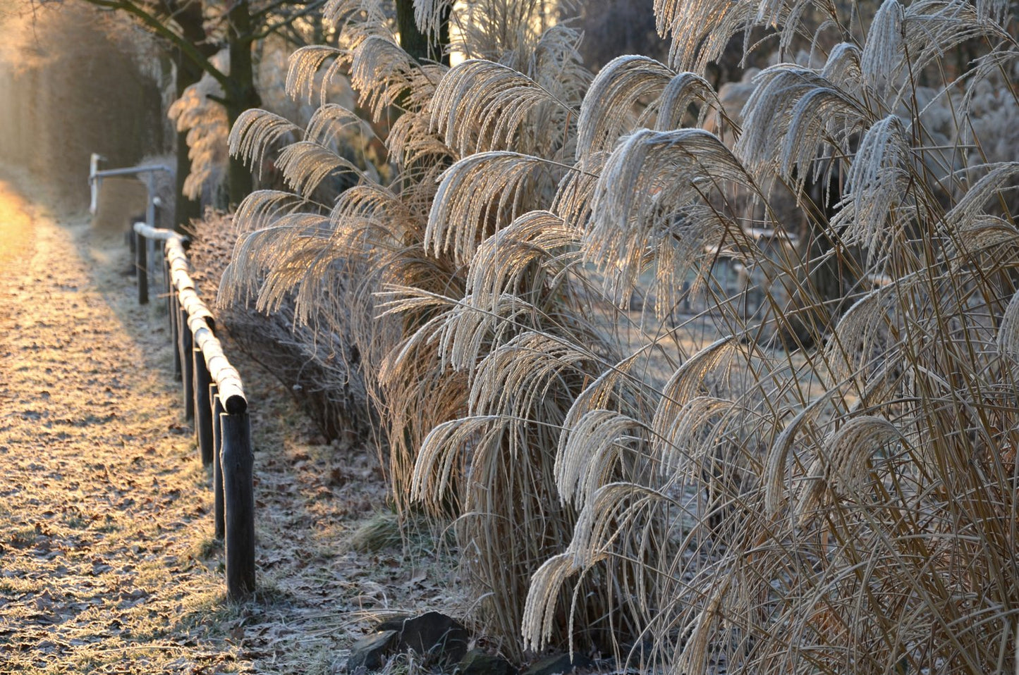 Miscanthus sinensis 'Kleine Fontäne', 2L