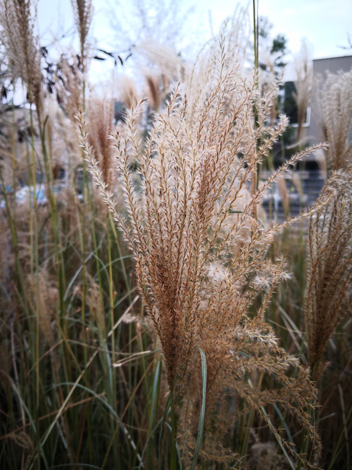 Miscanthus sinensis 'Kleine Fontäne', 2L