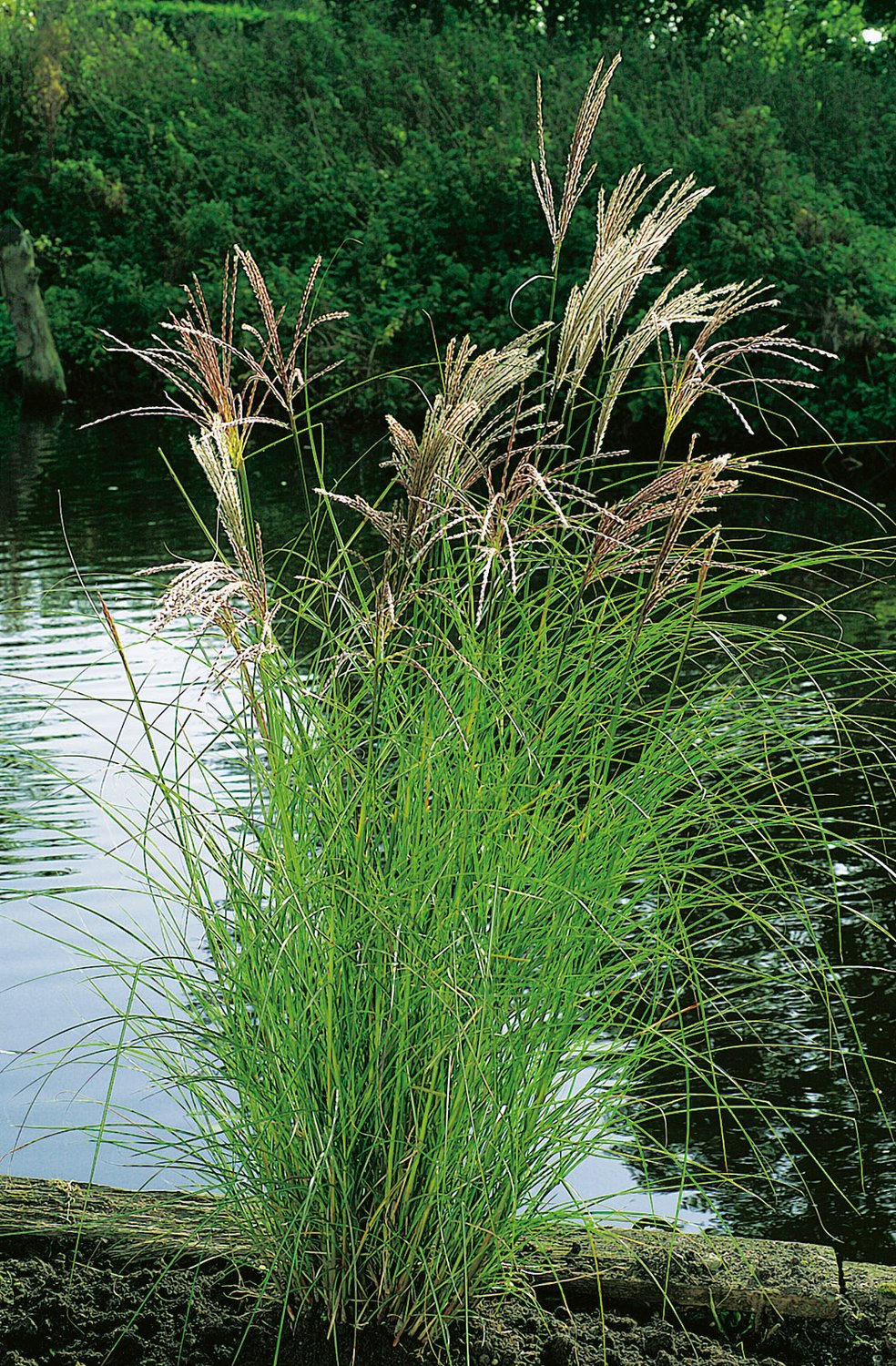 Miscanthus sinensis 'Kleine Silberspinne', 2L