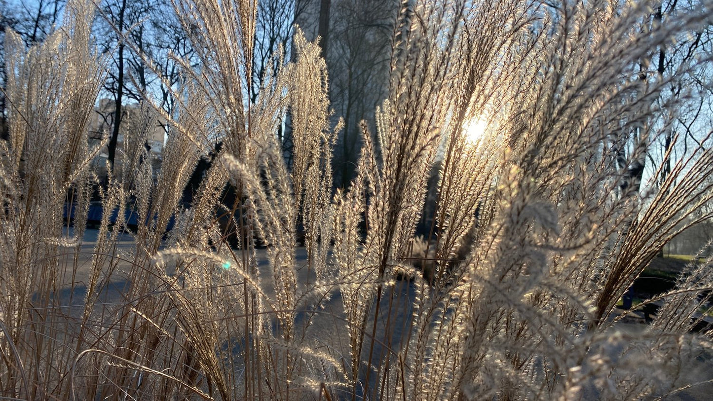 Miscanthus sinensis 'Kleine Silberspinne', 2L