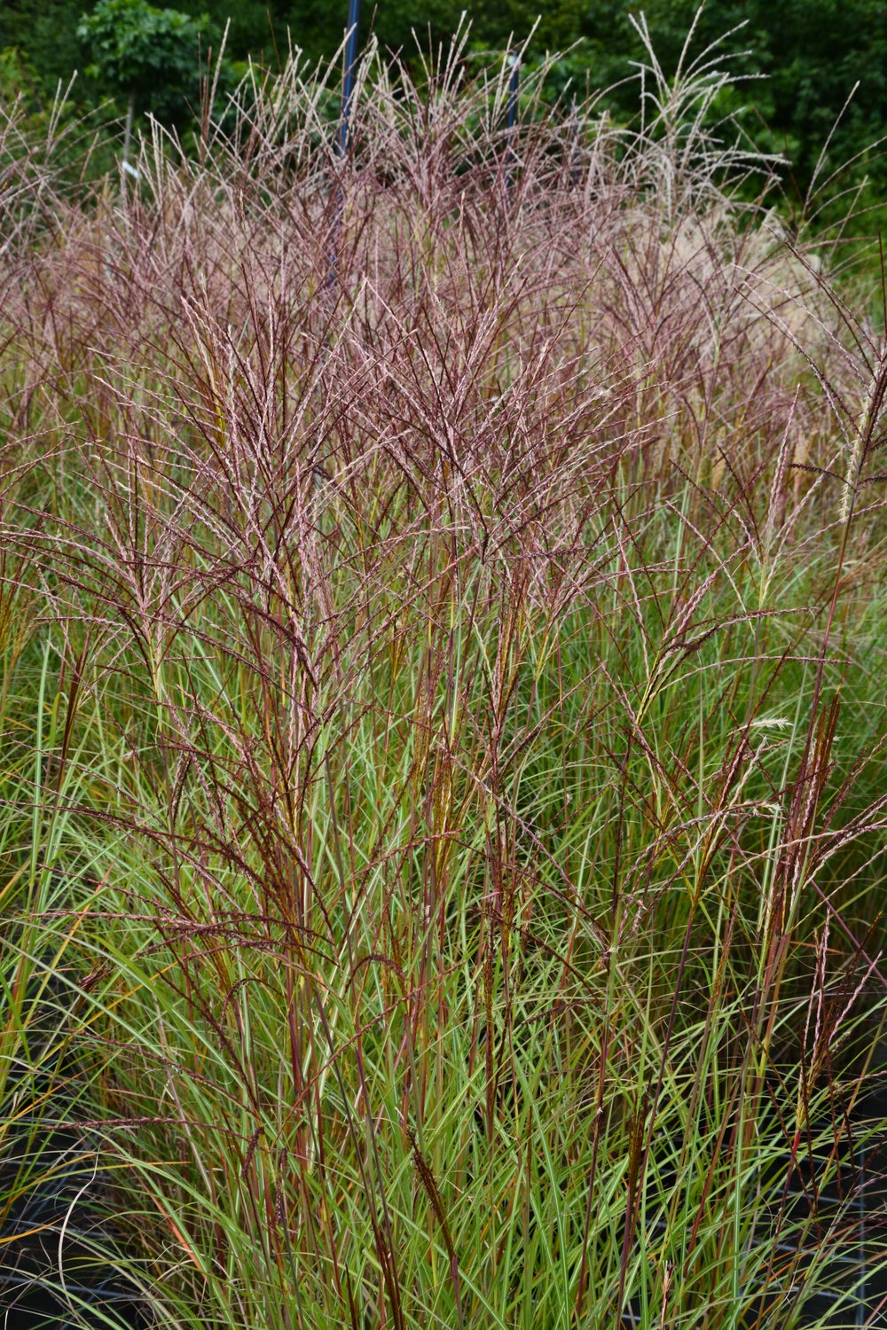 Miscanthus sinensis 'Kleine Silberspinne', 2L