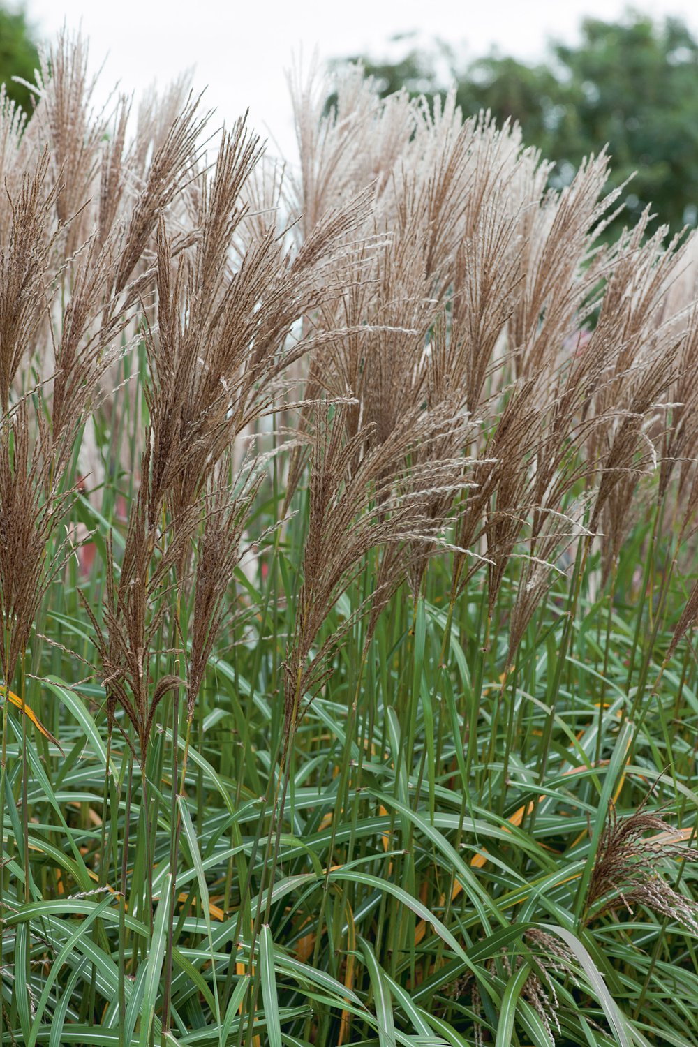 Miscanthus sinensis 'Malepartus', 2L