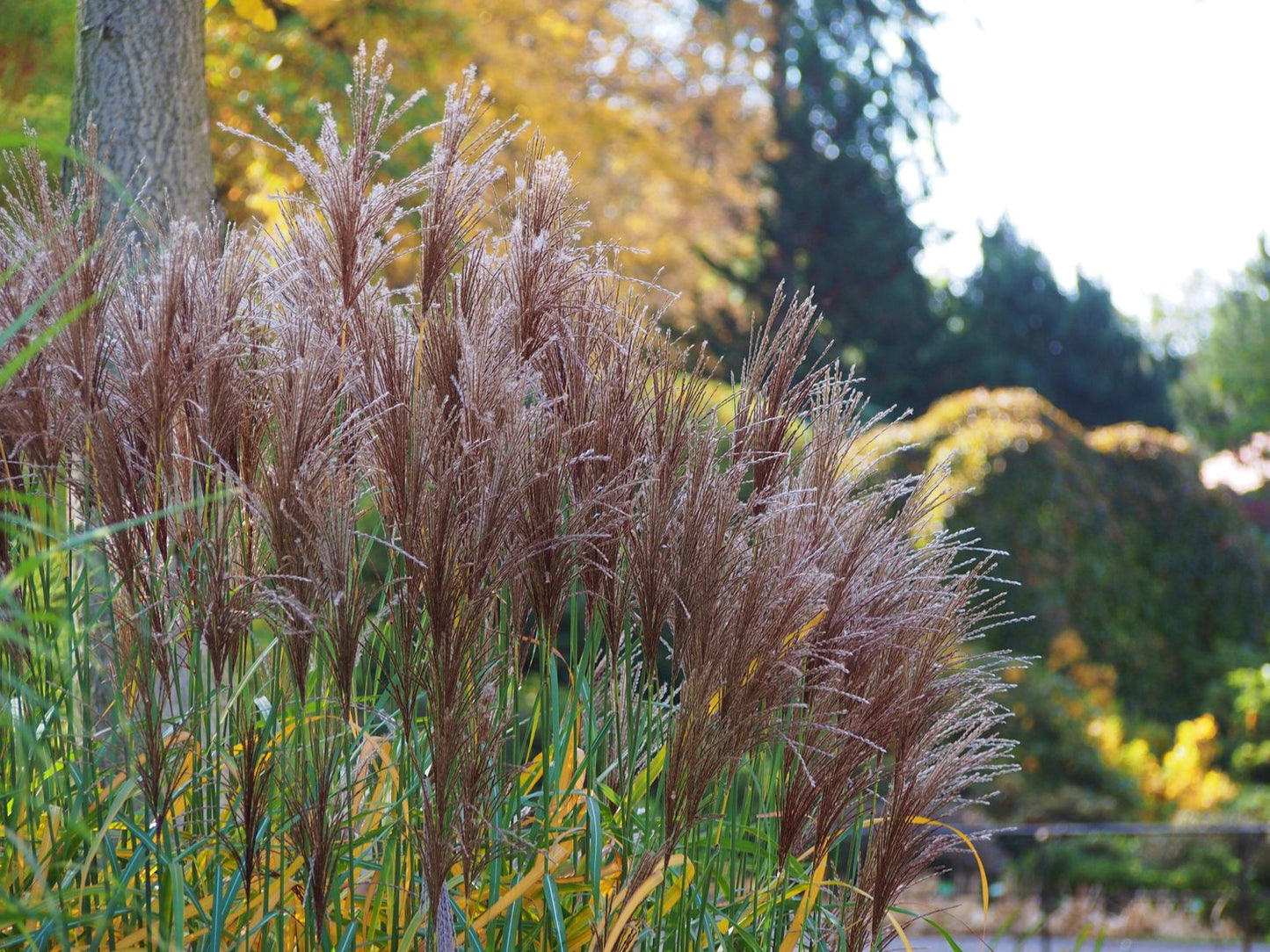 Miscanthus sinensis 'Malepartus', 2L