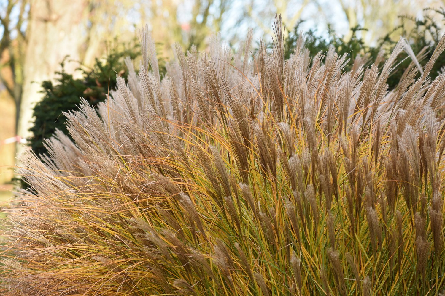 Miscanthus sinensis 'Malepartus', 2L