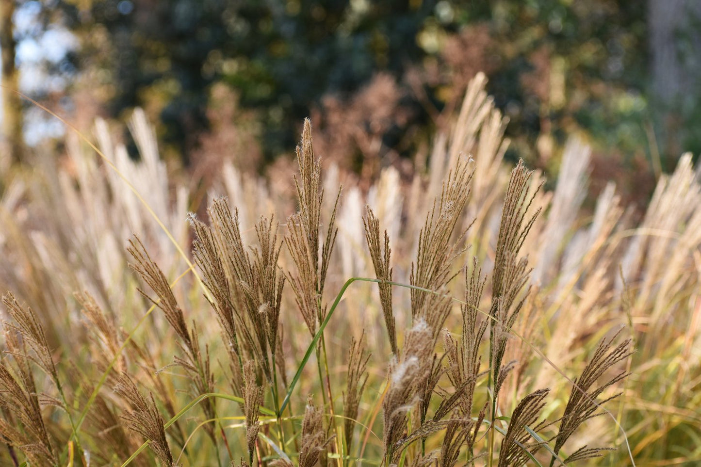 Miscanthus sinensis 'Malepartus', 2L