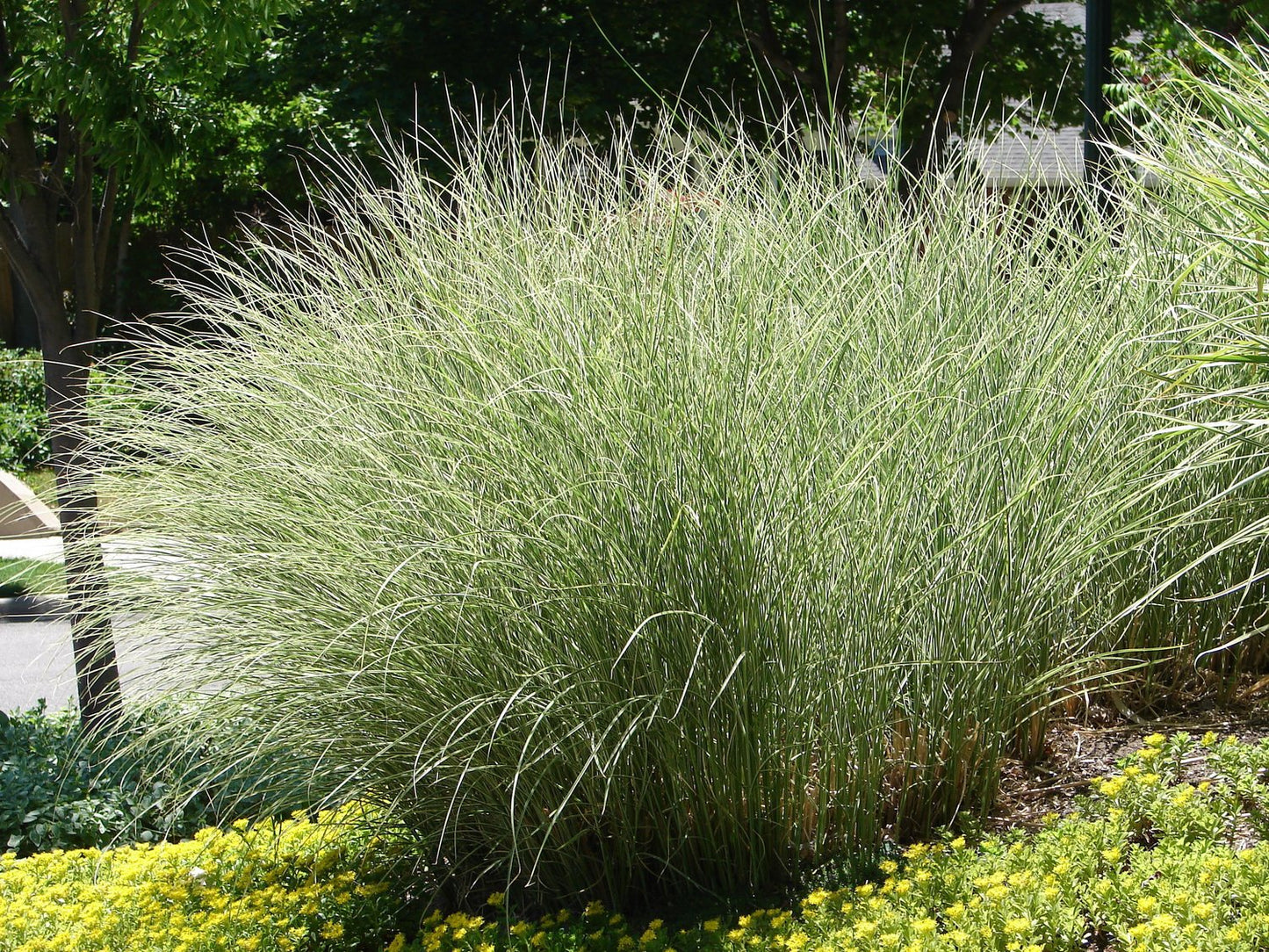 Miscanthus sinensis 'Morning Light', 2L