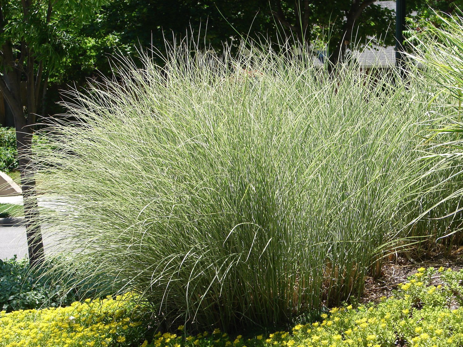 Miscanthus sinensis 'Morning Light', 2L
