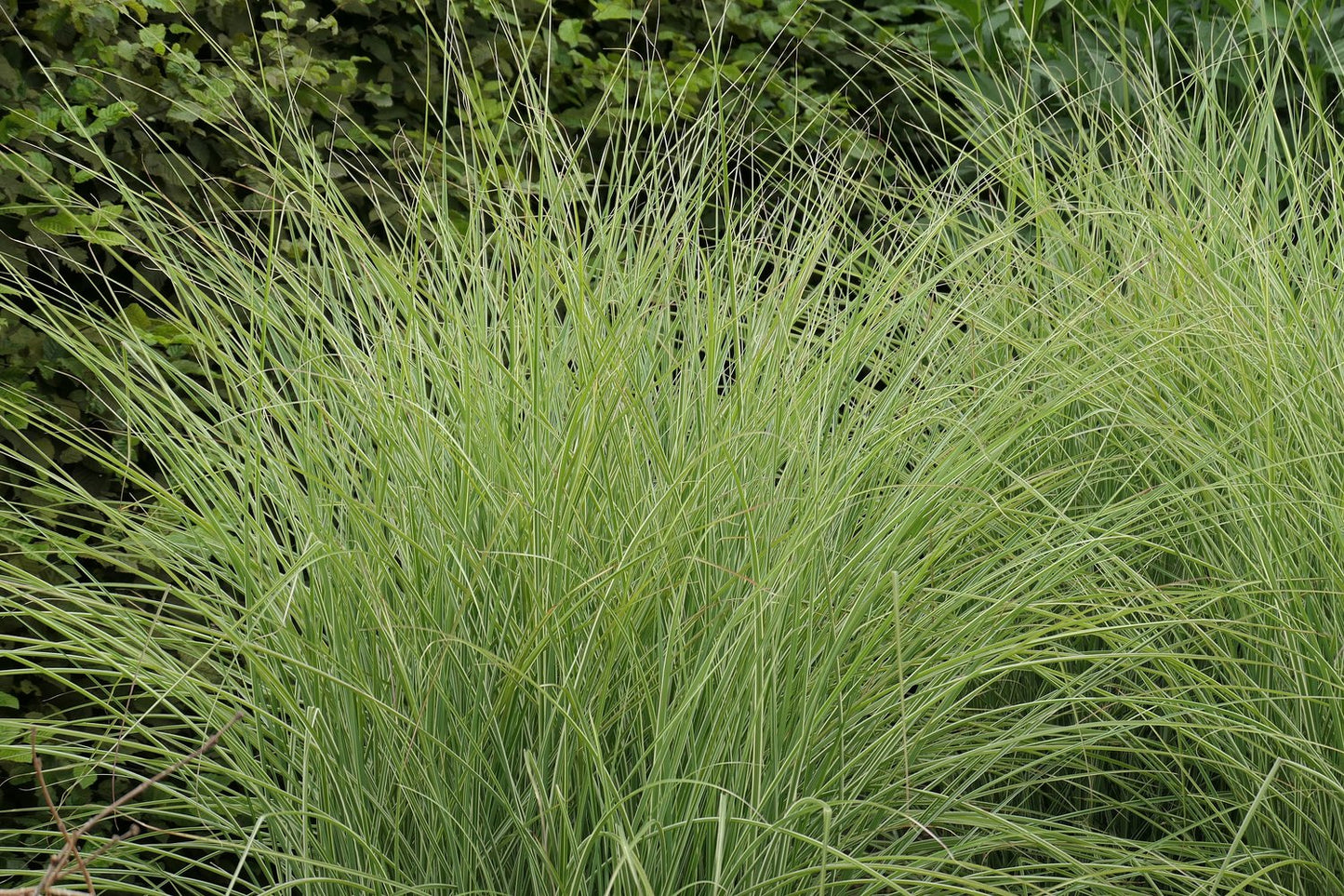Miscanthus sinensis 'Morning Light', 2L