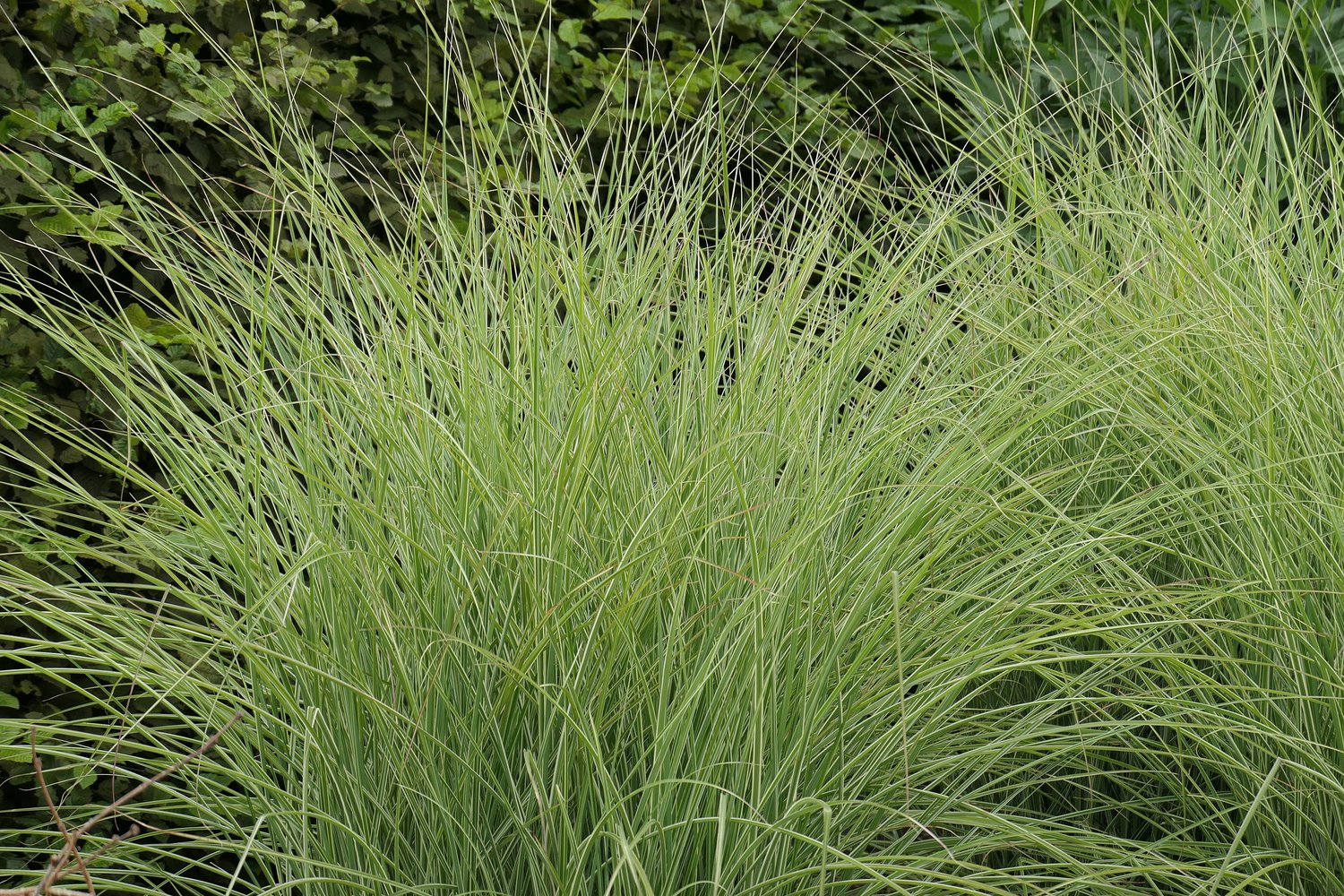 Miscanthus sinensis 'Morning Light', 2L