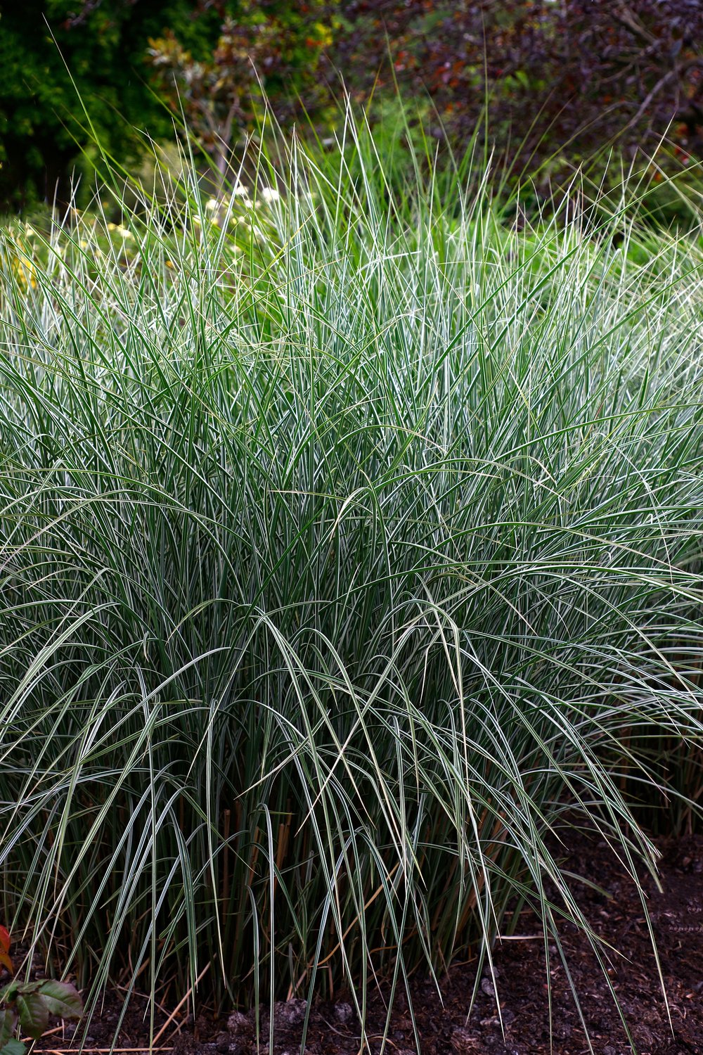 Miscanthus sinensis 'Morning Light', 2L