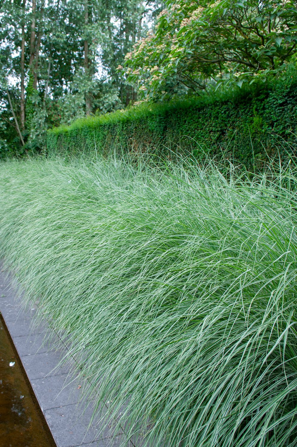 Miscanthus sinensis 'Morning Light', 2L