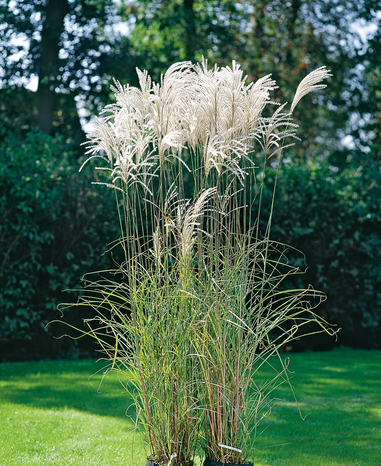 Miscanthus sinensis 'Silberfeder', 2L