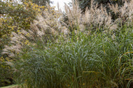 Miscanthus sinensis 'Silberfeder', 2L