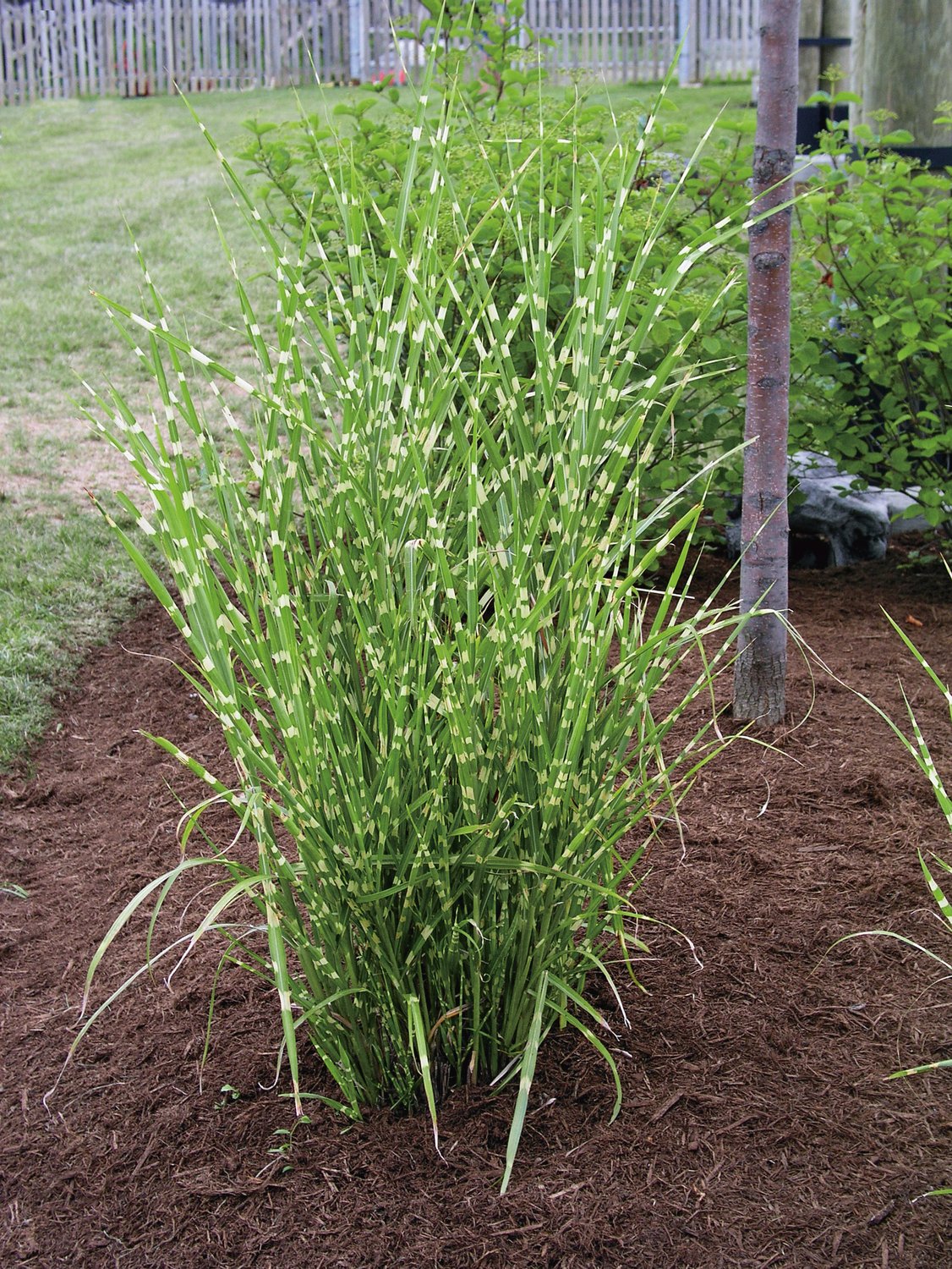 Miscanthus sinensis 'Strictus', 2L