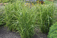 Miscanthus sinensis 'Strictus', 2L