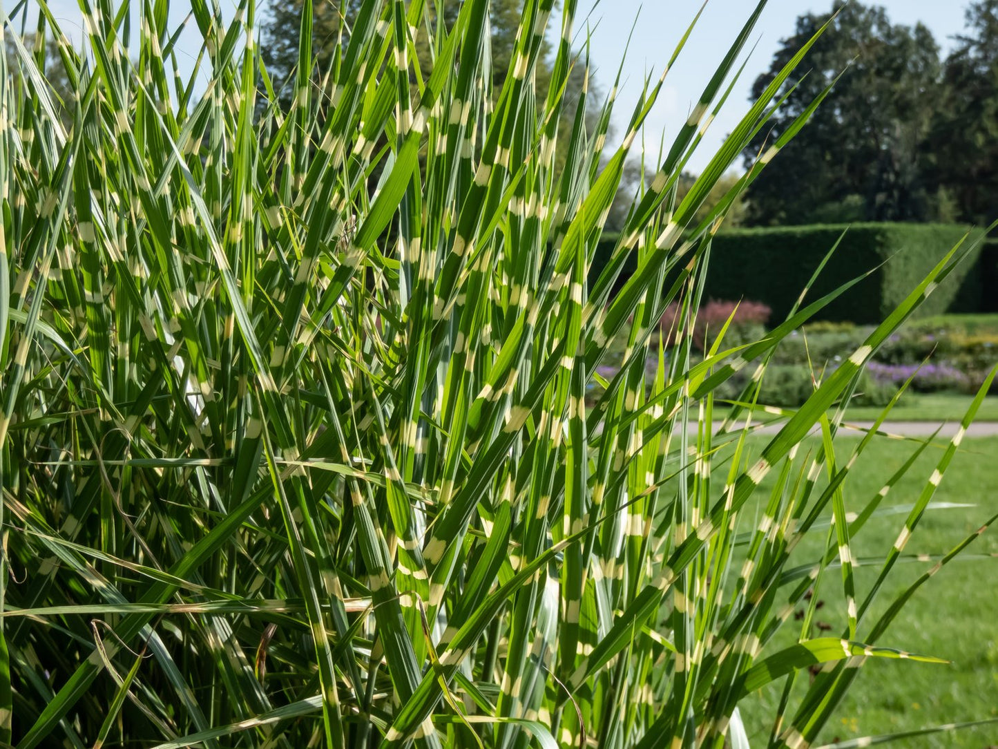 Miscanthus sinensis 'Strictus', 2L