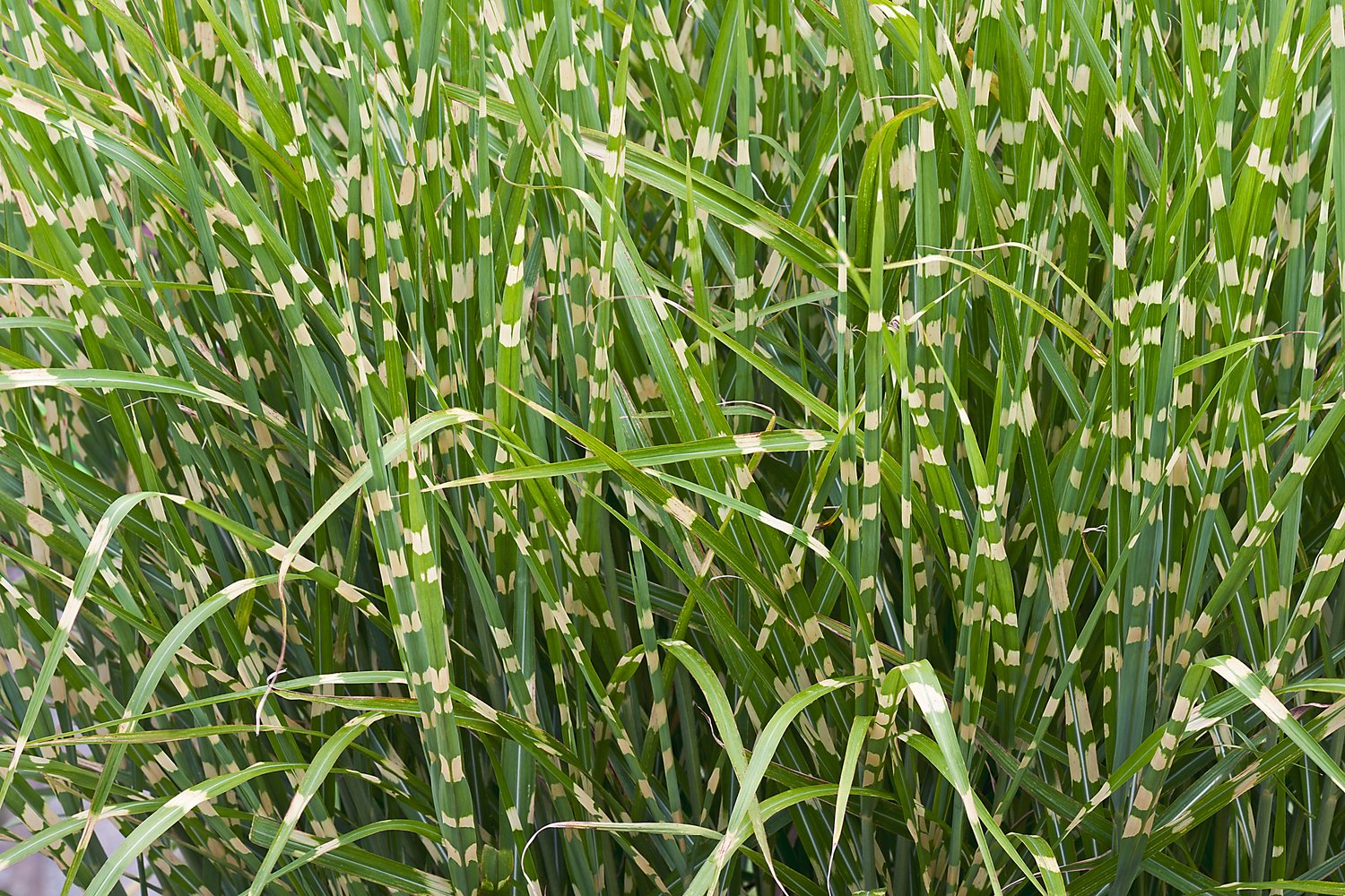 Miscanthus sinensis 'Strictus', 2L