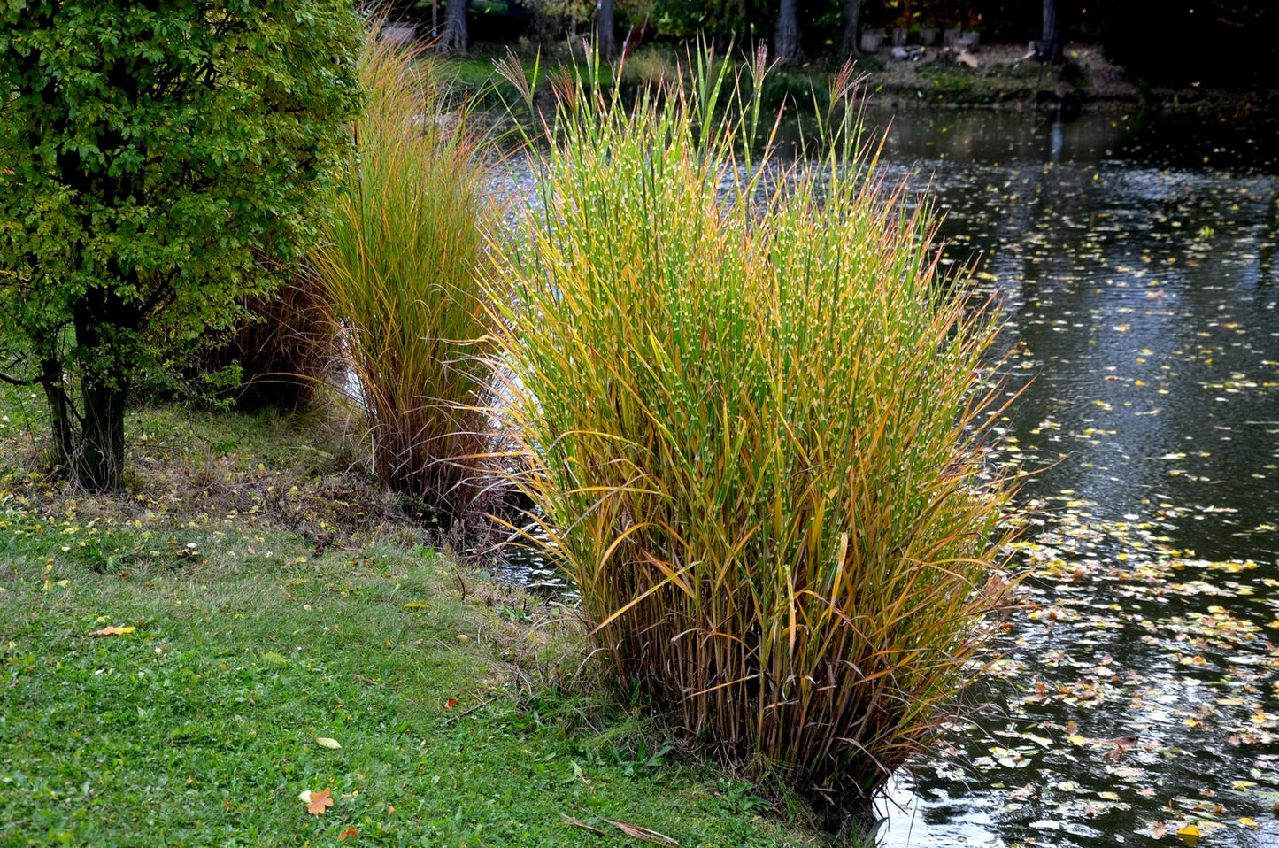 Miscanthus sinensis 'Strictus', 2L