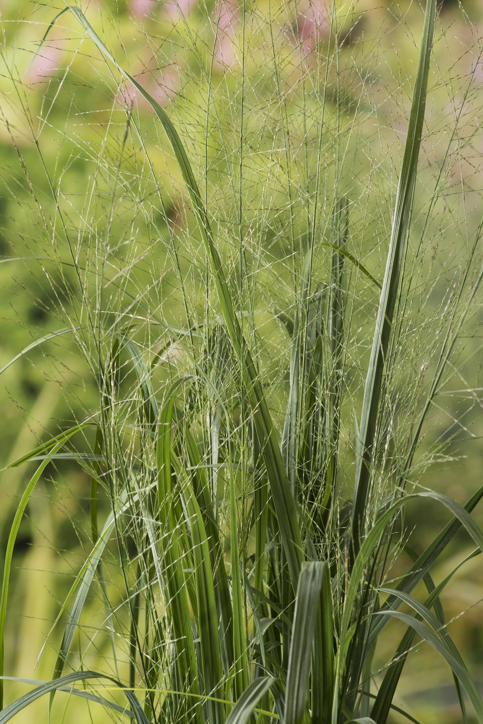 Molinia arundinacea 'Karl Foerster', 2L
