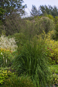 Molinia arundinacea 'Karl Foerster', 2L