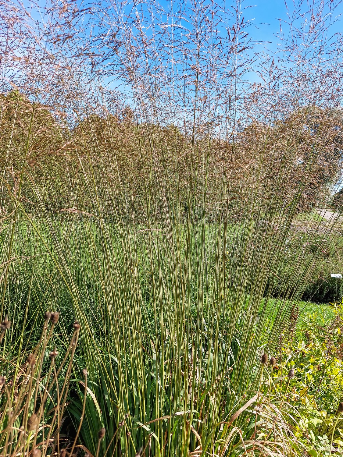 Molinia arundinacea 'Karl Foerster', 2L