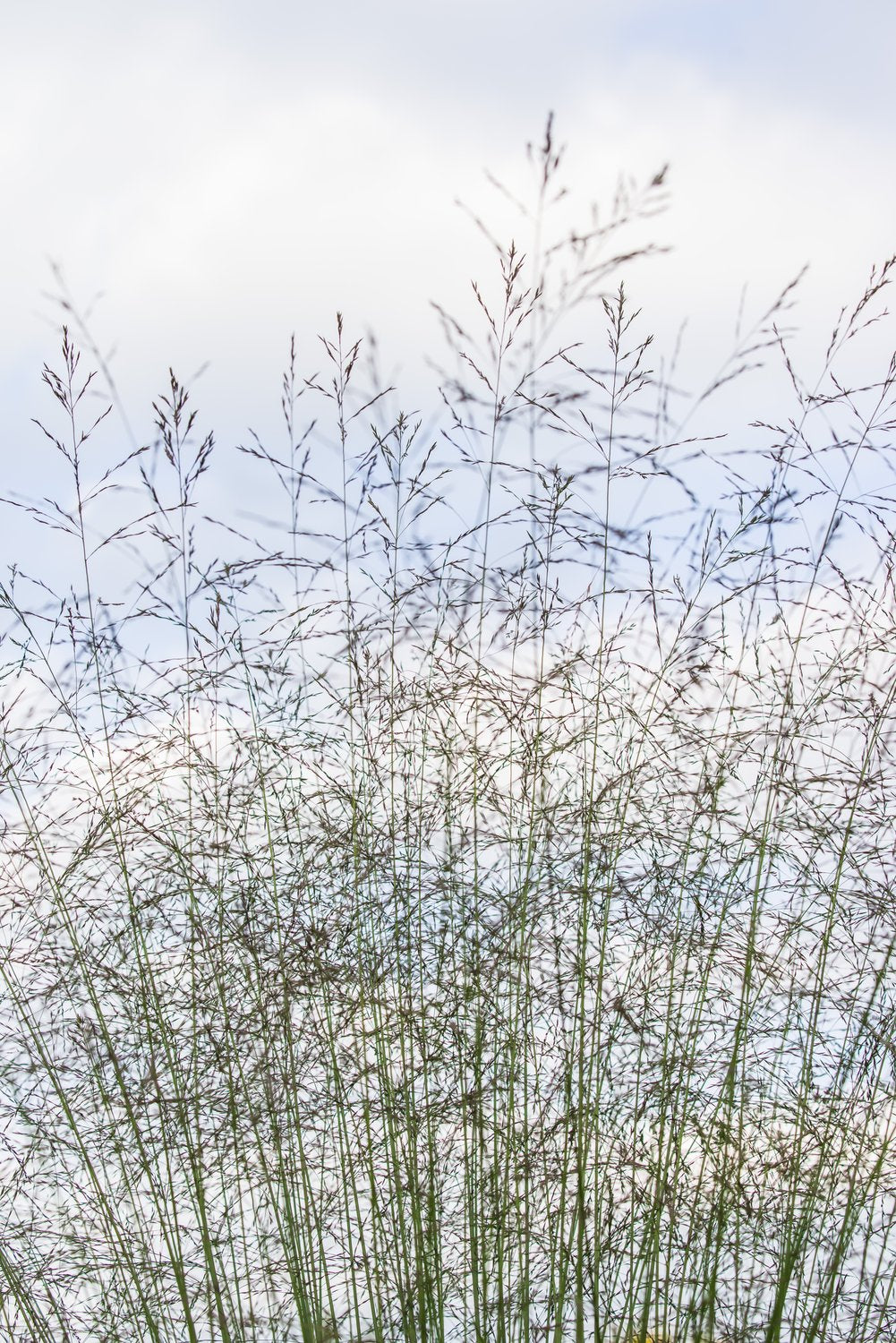 Molinia arundinacea 'Karl Foerster', 2L