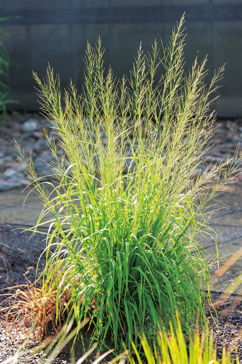 Molinia arundinacea 'Transparent', 2L