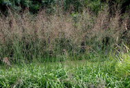 Molinia arundinacea 'Transparent', 2L