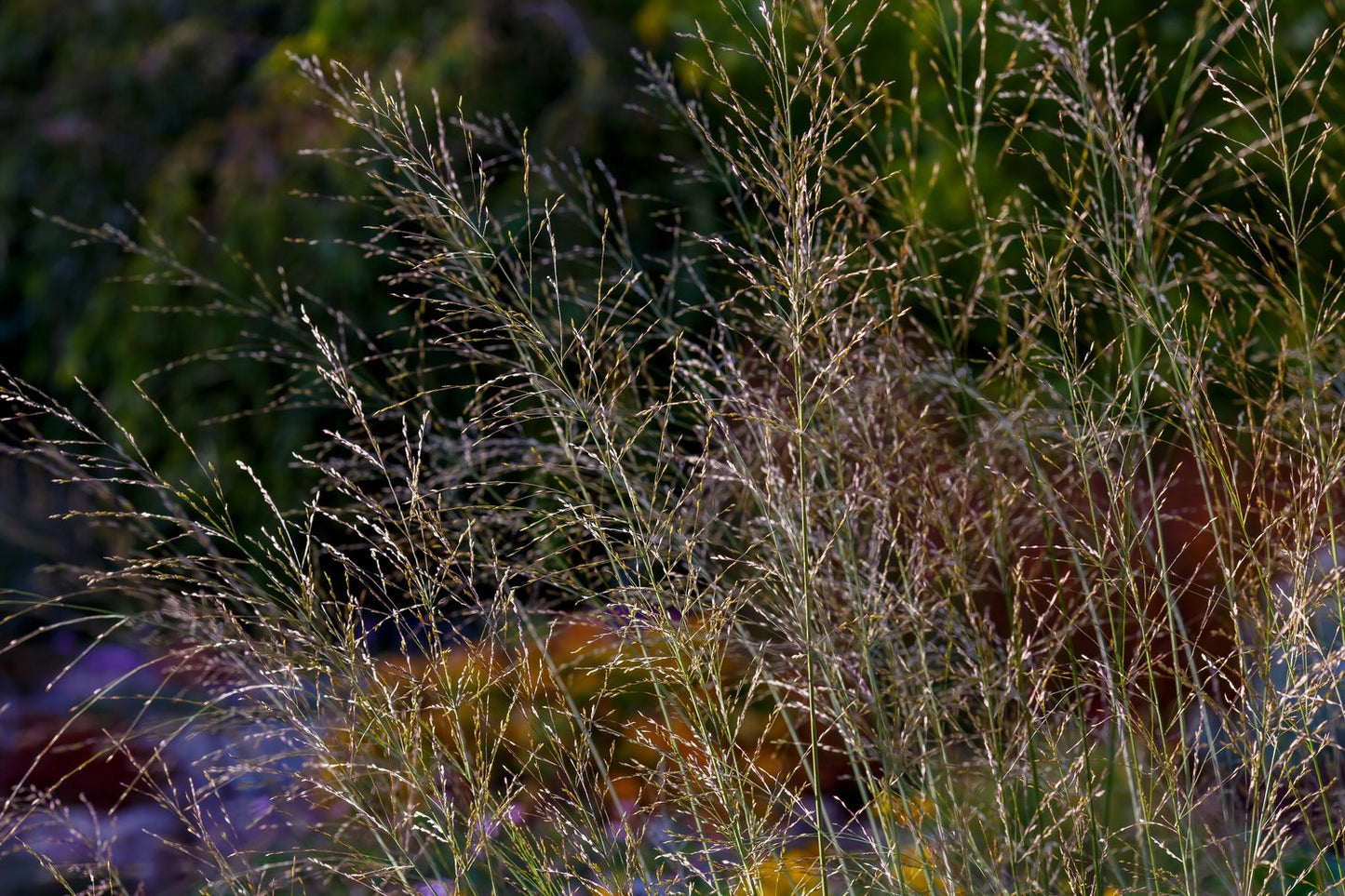 Molinia arundinacea 'Transparent', 2L