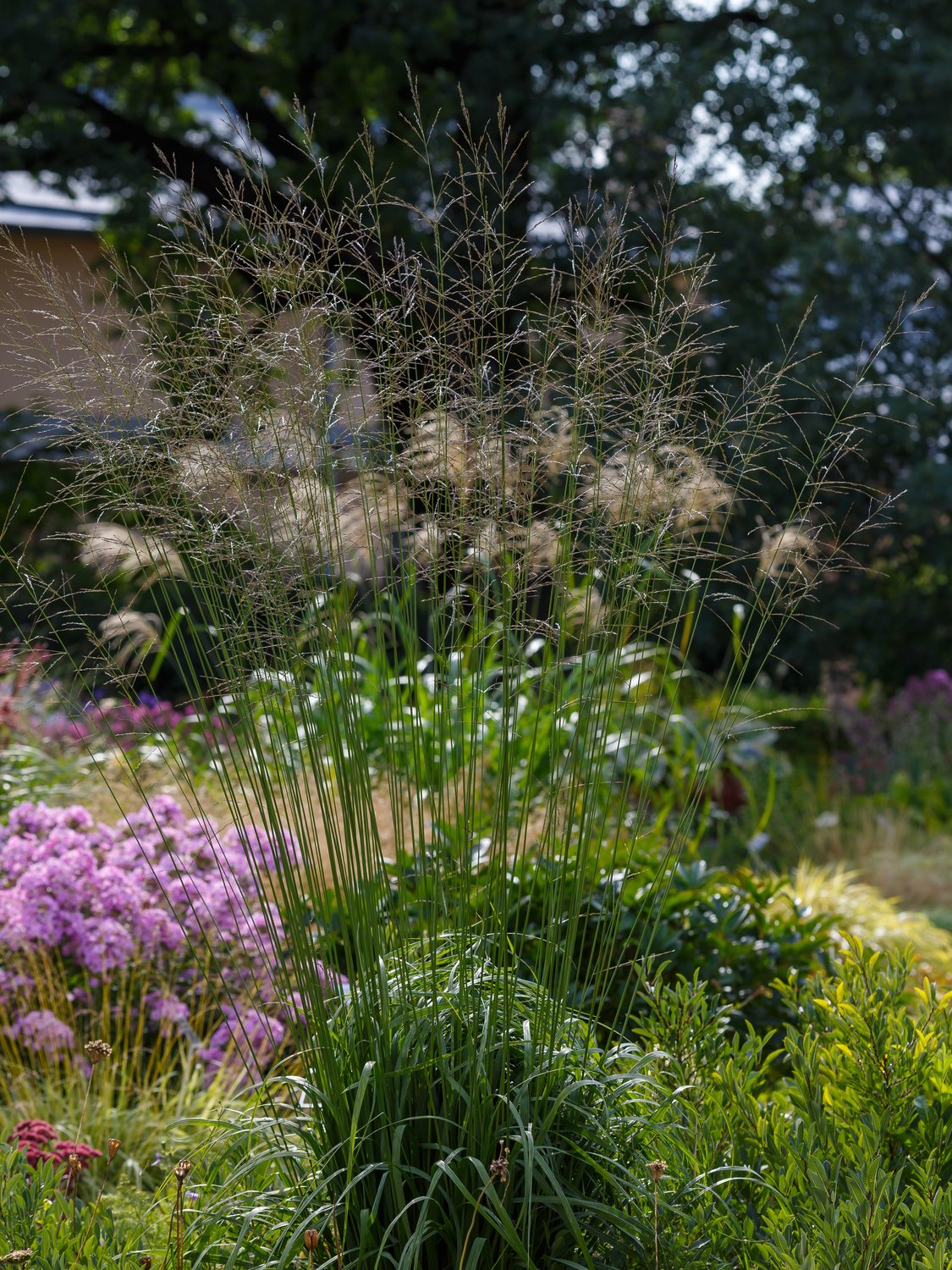 Molinia arundinacea 'Transparent', 2L